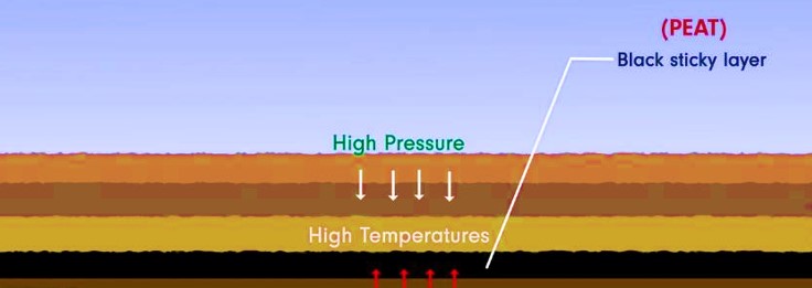 Formation of coal