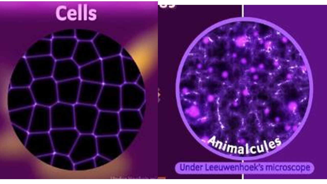 Cells under Hooke’s microscope, Animalcules under Leeuwenhoek’s microscope