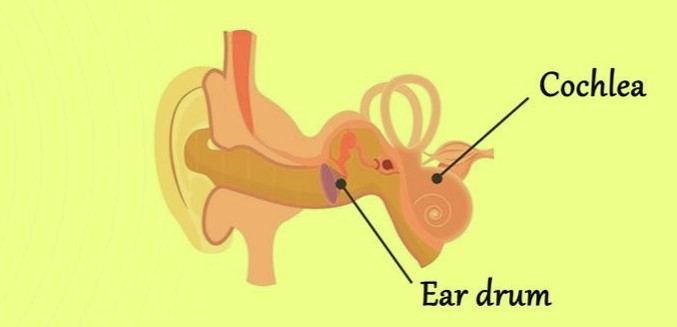 Structure of Human Ear