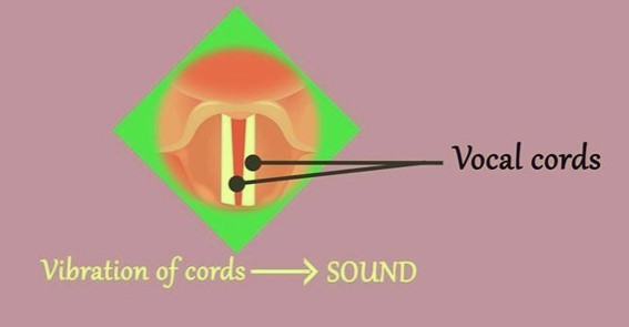 Larynx 