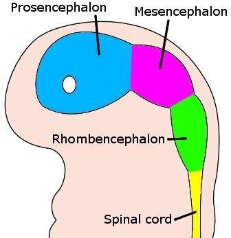 Parts of neural tube