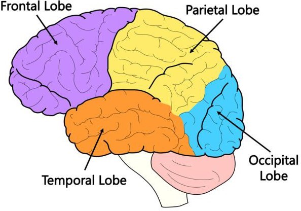 Lobes of the brain