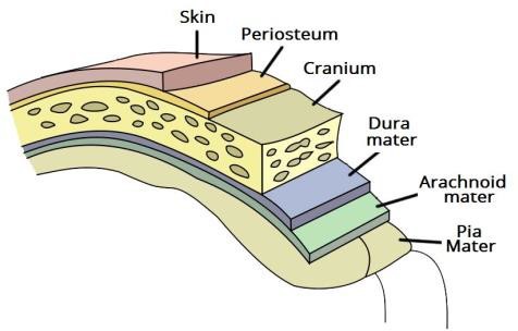 Protective layers of the brain