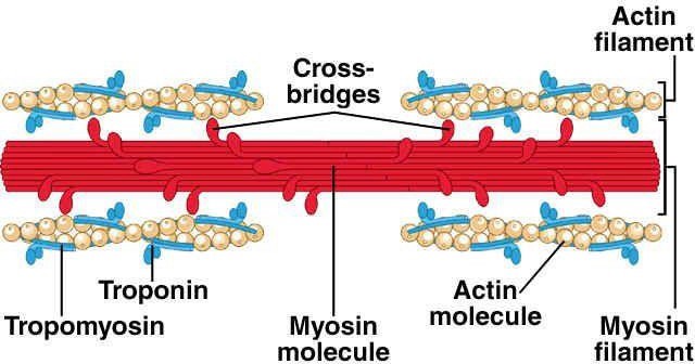 Actin and Myosin