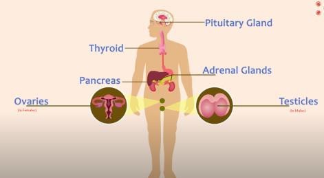 What is the Endocrine system?
The system which comprises the glands that produce various hormones is called the endocrine system.
What are the Different types of glands present in the endocrine system?
Four major glands are part of the endocrine system: pituitary gland, thyroid gland, adrenal glands, and gonads.
●	Pituitary Gland
The pituitary gland is located at the lower end of the hypothalamus.

It is capable of sending signals in the form of secretions to all the other glands. Thus, it controls the hormonal activities in your body.
●	Thyroid Gland
The thyroid is a butterfly-shaped gland placed at the anterior part of the trachea. It secretes the thyroid hormones T3 and T4.
Low levels of thyroid hormones can cause weight gain, while unexpected weight loss can signal that too much thyroid hormone is being produced.
●	Adrenal Glands
Adrenal glands are a pair of pyramid-shaped glands located above the kidneys. Their major function is to secrete adrenaline hormone.
Adrenaline hormone is responsible for fight or flight response.

●	Pancreas
The pancreas has beta cells that secrete a hormone called insulin. Insulin is responsible for controlling the sugar level in the blood.
●	Gonads
The reproductive organs are also called gonads. They secrete sex hormones.

In males, they are responsible for the development of secondary sexual characters like deepening of the voice, developing Adam’s apple, growing of beard and many more. Testosterone is the primary sex hormone.
In females, the sex hormones cause menstrual cycles. Oestrogen is the primary sex hormone.

Summary

The major glands of the endocrine system
