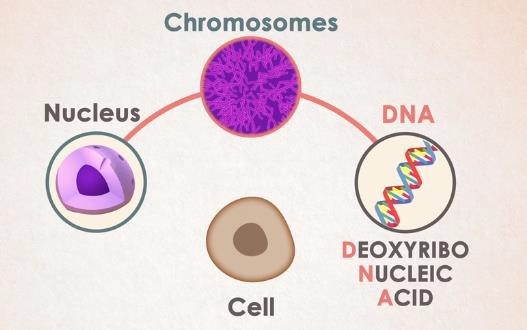 Cell, nucleus, chromosomes and DNA