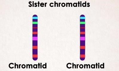 Sister chromatids