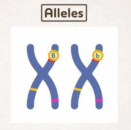 Alleles