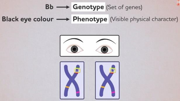 Genotype and Phenotype