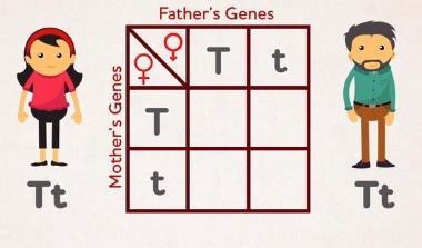 Punnett square