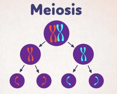 Meiosis