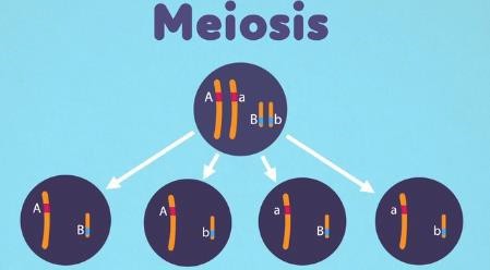 Meiosis