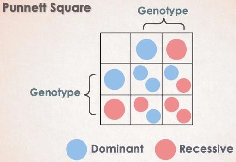 Punnett square