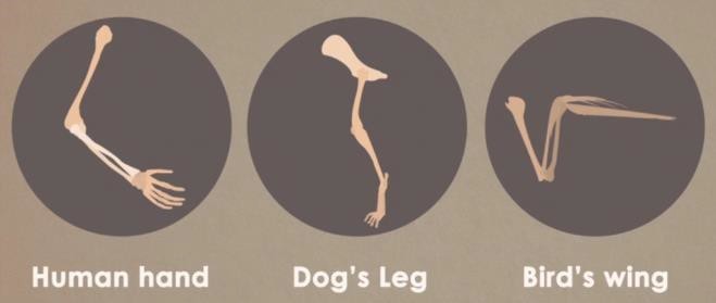 Homologous organs