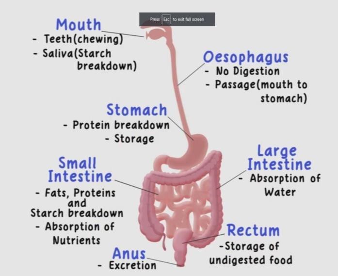 Parts of the alimentary canal