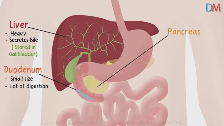 Duodenum, liver and pancreas