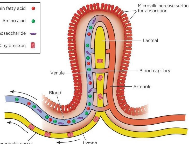 Structure of a villus