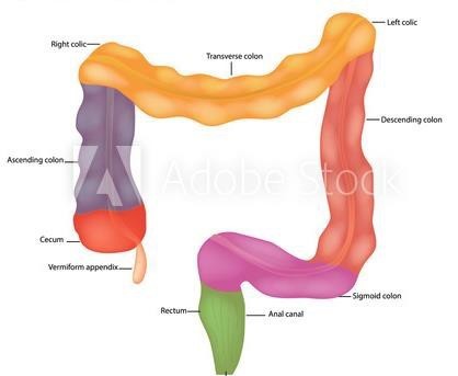 Parts of the colon