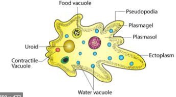 Amoeba