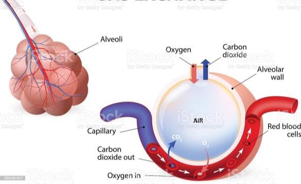 Gas exchange in Alveolus