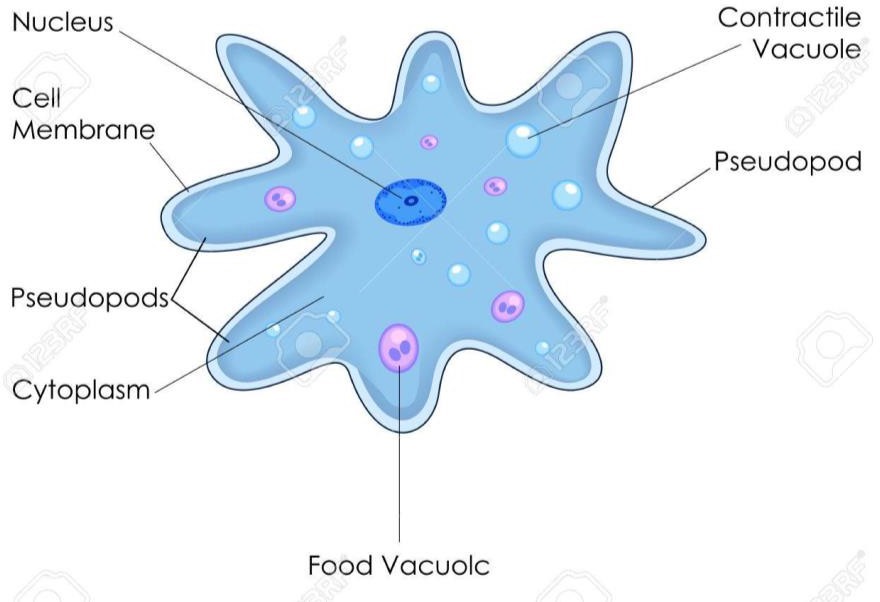 Amoeba