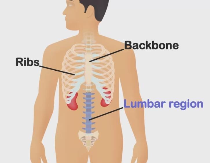 Position of the kidneys