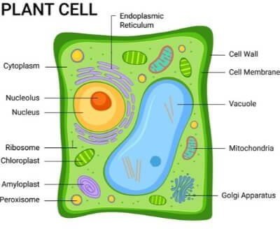 Plant cell