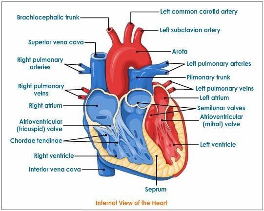 Major blood vessels of the heart