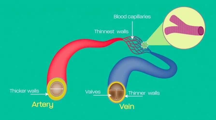  
Types of blood vessels
