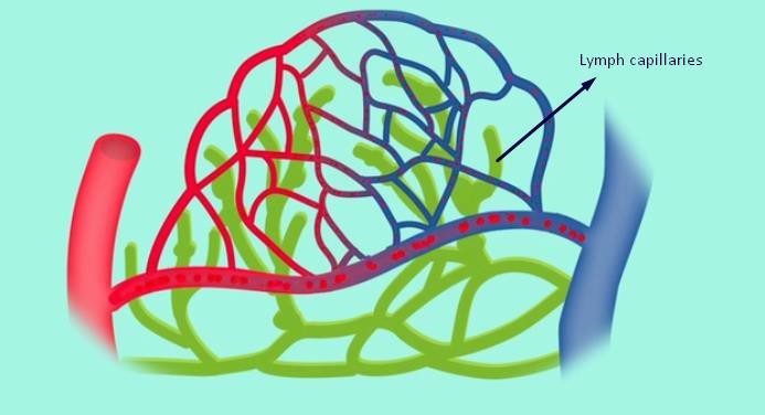 Lymph capillaries