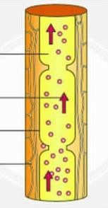 Xylem