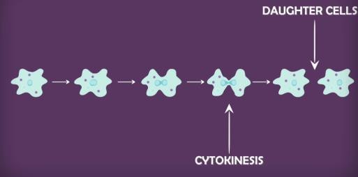 Binary fission in Amoeba