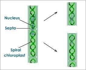  
Fragmentation in Spirogyra
