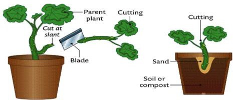 Cutting Grafting