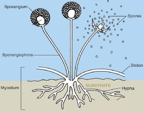 Structure of fungus