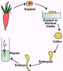 Plant tissue culture