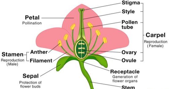 Parts of a flower