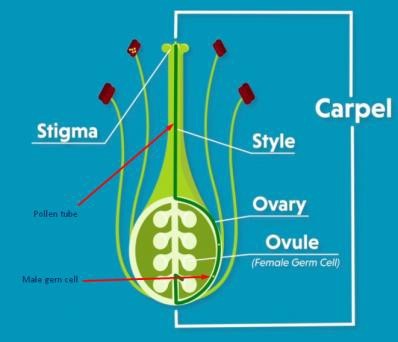 Process of fertilisation