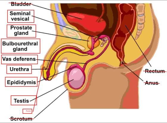 Parts of the male reproductive system