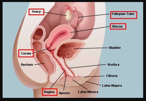 Parts of the female reproductive system