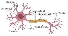 Neuron