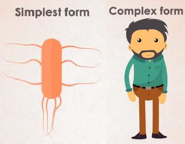 Bacteria and Human