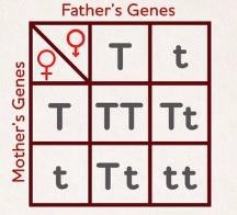 Punnett square