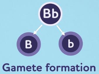 Gamete formation