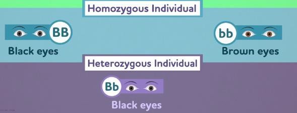 Homozygous individual and Heterozygous individual