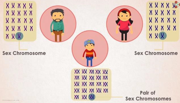 XX chromosome pair