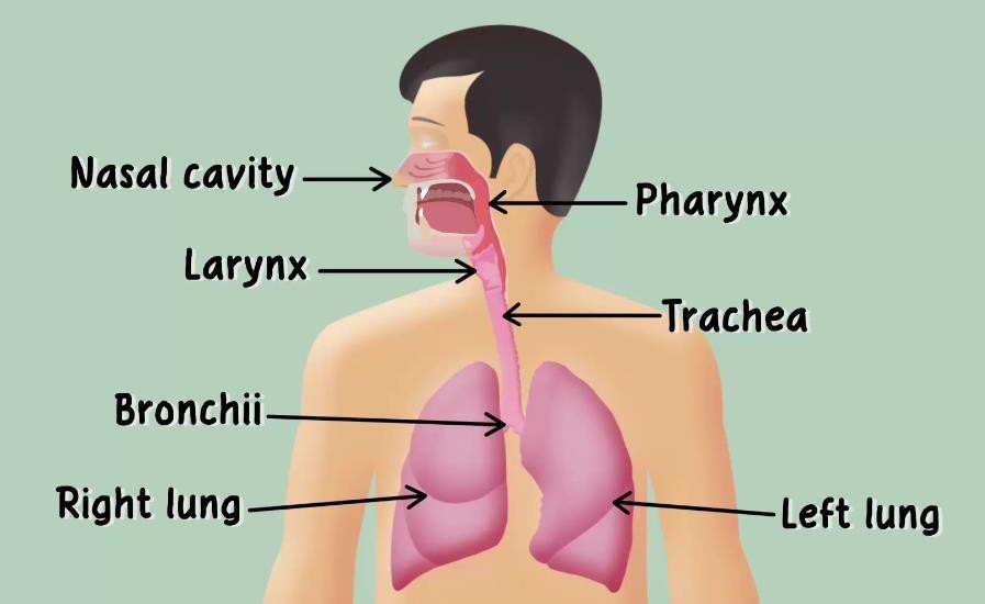 Parts of the respiratory tract