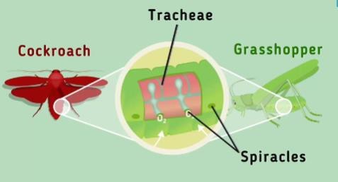 Respiratory organs of cockroach and grasshopper