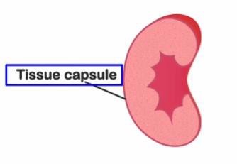 Tissue capsule