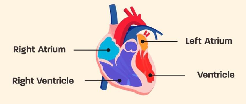 Four chambers of the heart